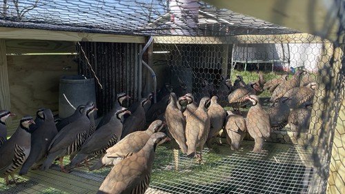 110 fresh chukar - 110+, partridge