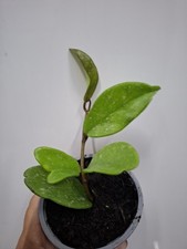 Hoya carnosa Publicalis. Wax