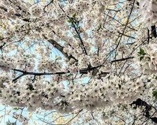 Prunus Chocolate Ice Flowering
