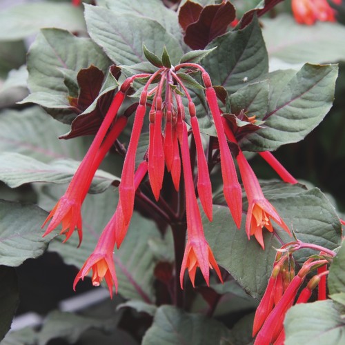Fuchsia koralle plug - 6, plants