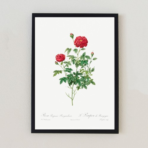 Botanical vintage red flower - red,