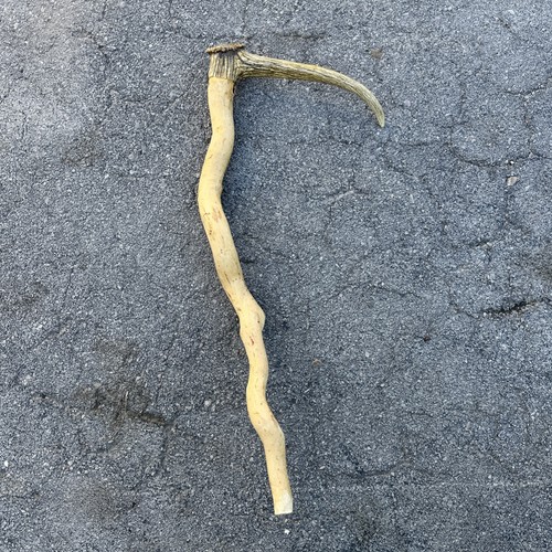 Vintage antler deer horn - antler,