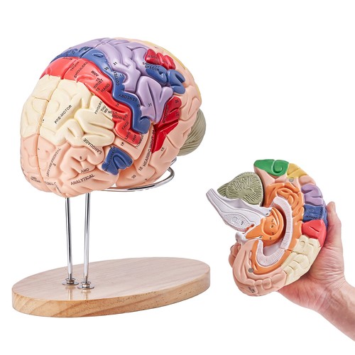 Human brain model - human,