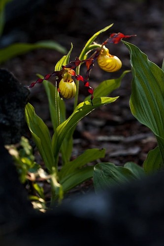 Lady slipper cypripedium - lady's,