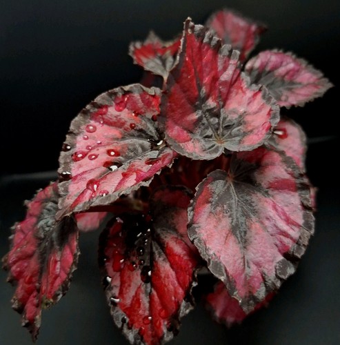 Begonia rex red - begonia, 'red