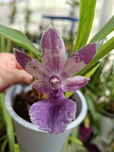 Rare zygopetalum orchid - zygopetalum, plant