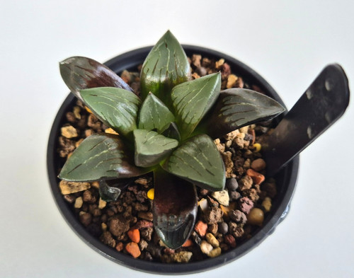 Haworthia hybrid seedling - haworthia,