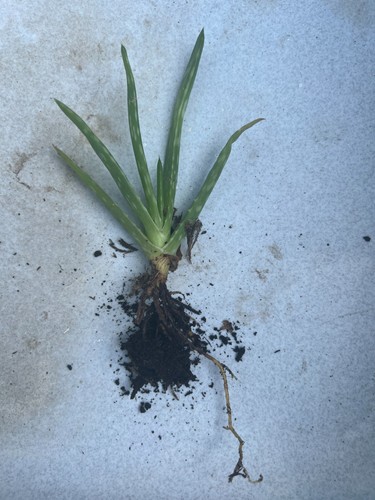 Aloe vera house - 1,