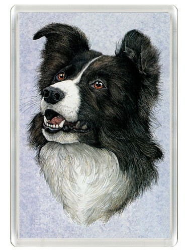 Border collie dog - dog, fridge