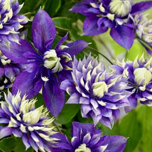 Clematis florida taiga 3 - clematis,