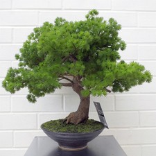 Artificial Bonsai Tree Premium