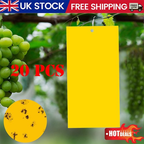 Large insect sticky fly - 20,