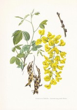 1960 COMMON LABURNUM Print - Botanical Art - Vintage Plant - 7.5 x 10.6 Inches