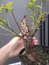 Chunky oak bonsai - bonsai, tree