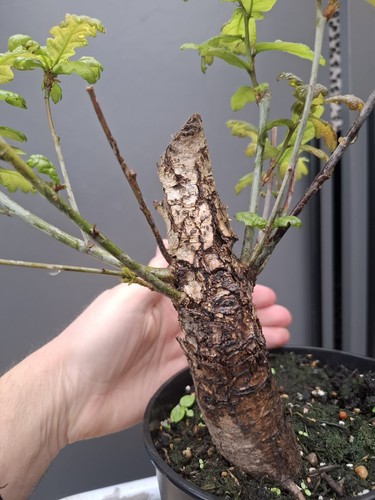 Chunky oak bonsai tree - oak,