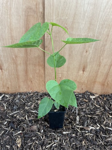 Indian bean tree catalpa - tree,