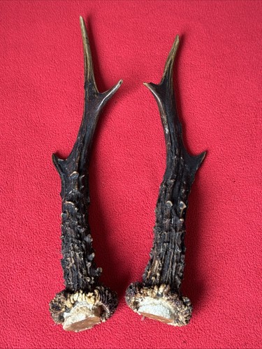 Pair roe deer - deer, antlers