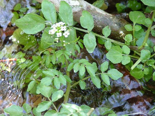 Leaded bunch of watercress - 1, x