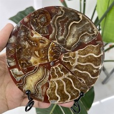 0.3Lb 4.6" Ammonite Fossil