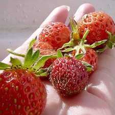 STRAWBERRY BARE ROOT PLANTS