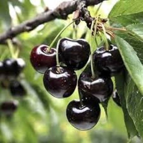 100 black cherry seeds grow - x,