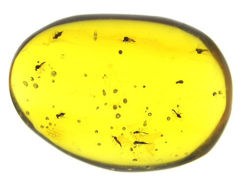 Burmese amber with fossil - burmese, 9