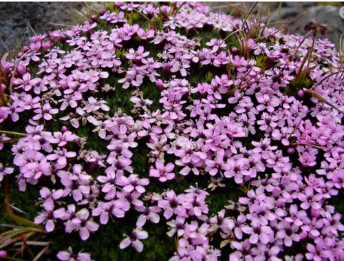 Silene acaulis alpine - alpine, rockery