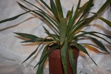Yucca filamentosa - Needle