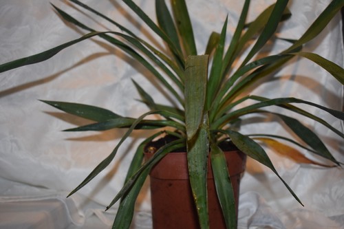Yucca filamentosa needle palm - yucca,