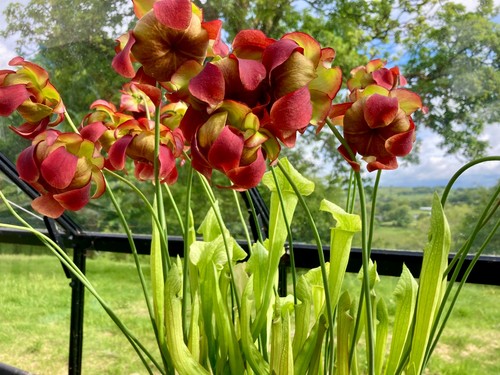 Live sarracenia division from - live,