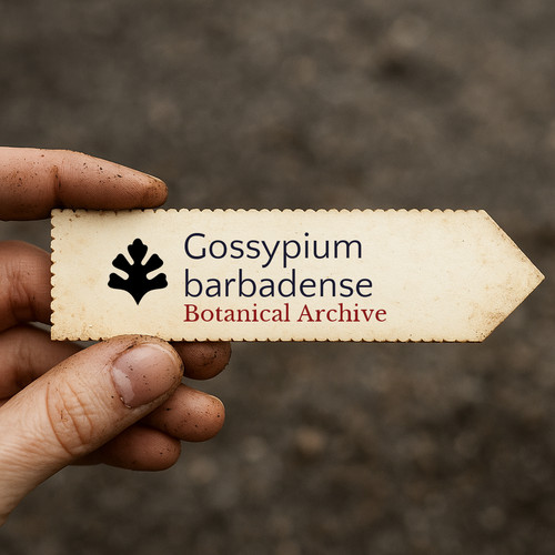 Gossypium barbadense cotton - gossypium,