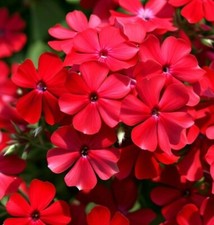 15 Phlox - Scarlet Beauty Seeds
