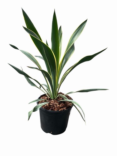 Yucca gloriosa variegated - yucca,