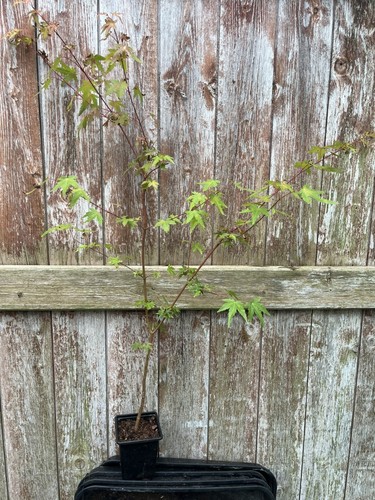 Green japanese maple acer - maple,