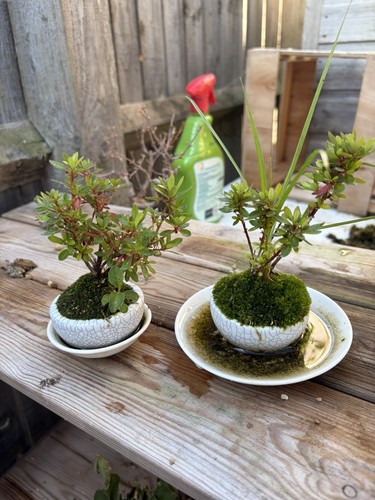 Japanese satsuki azalea bonsai - azalea,