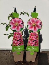 2 x Clematis Pilu 9cm Pot Pink