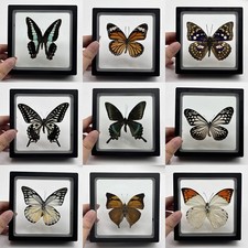 Real Butterfly Specimen Rare Natural Butterfly Photo Frame Wall Decoration