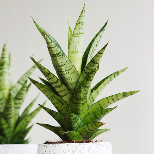 Evergreen sansevieria tough - sansevieria,