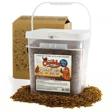 Premium Chubby Dried Mealworms