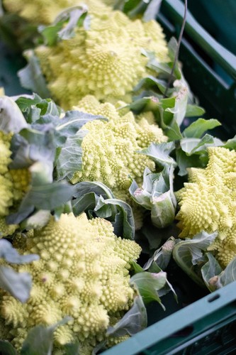 Romanesco cauliflower plug - romanesco,