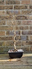 Trident Maple Bonsai Tree