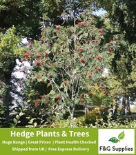 Rowan Sorbus Acuparia Native hedge plants hedging bare root saplings - 7 sizes!
