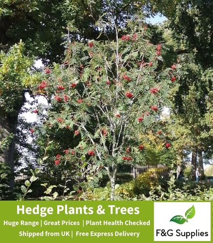 Rowan sorbus acuparia - rowan,