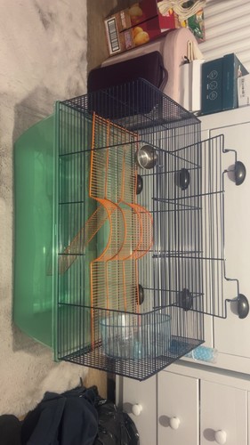 Gerbil cage and all - gerbil,