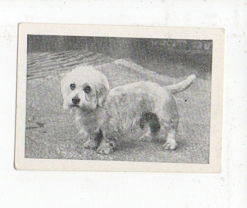 Candy novelty trade card dog - candy,