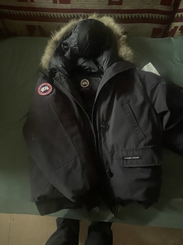 Canada goose arctic - goose,