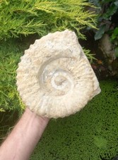 X Large Fossil Ammonite 4.9kg