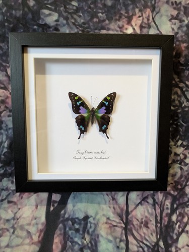 Purple spotted swallowtail - purple,
