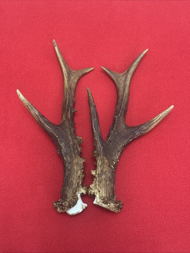 Fancy pair roe deer - fancy,