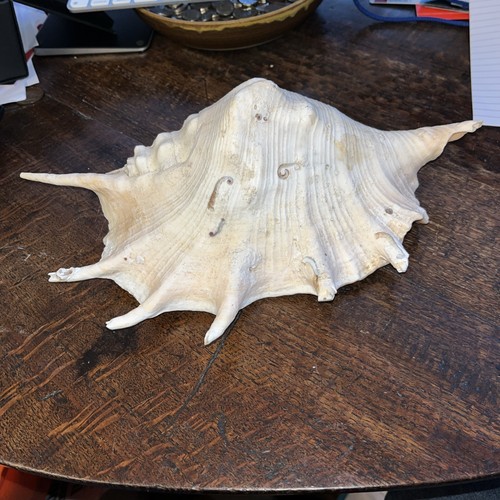 Giant spider conch lambis - giant,